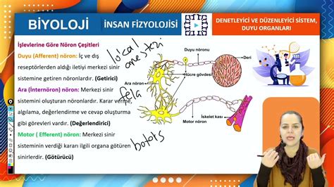 Biyoloji sistemler ders notları pdf